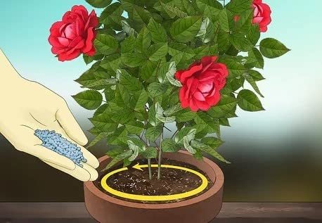 DIVINE TREE Nicotox-D Tobacco Dust Powder for Plants (900g) | Natural Soil & Root Insecticide for Plants | Organic Pest Control for Garden, Lawn, Pots & Home Plants