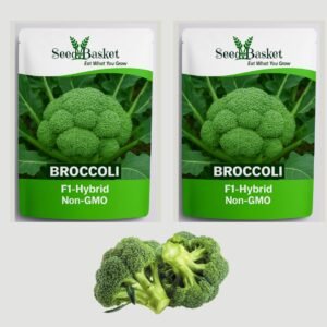 SeedBasket Hybrid Broccoli Seeds (60 Seeds) Pack of 2 for Home Gardening & Farming | Exotic Imported High Yield, Fast Growing, Fresh Organic Broccoli | Easy to Grow Vegetable Seeds for Kitchen Garden