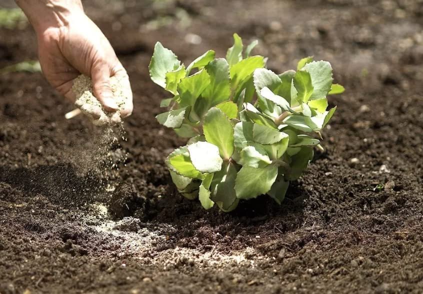 DIVINE TREE Nicotox-D Tobacco Dust Powder for Plants (900g) | Natural Soil & Root Insecticide for Plants | Organic Pest Control for Garden, Lawn, Pots & Home Plants