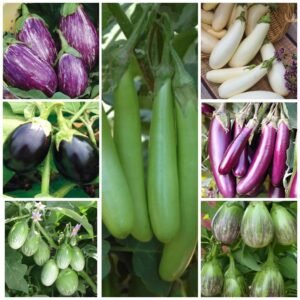Seed Basket Brinjal Seeds Pack of 7 Varieties | 400+ Hybrid & Non-GMO Seeds | 90%+ Germination | Ideal for Home Gardening, Terrace Farming, and Vegetable Planting