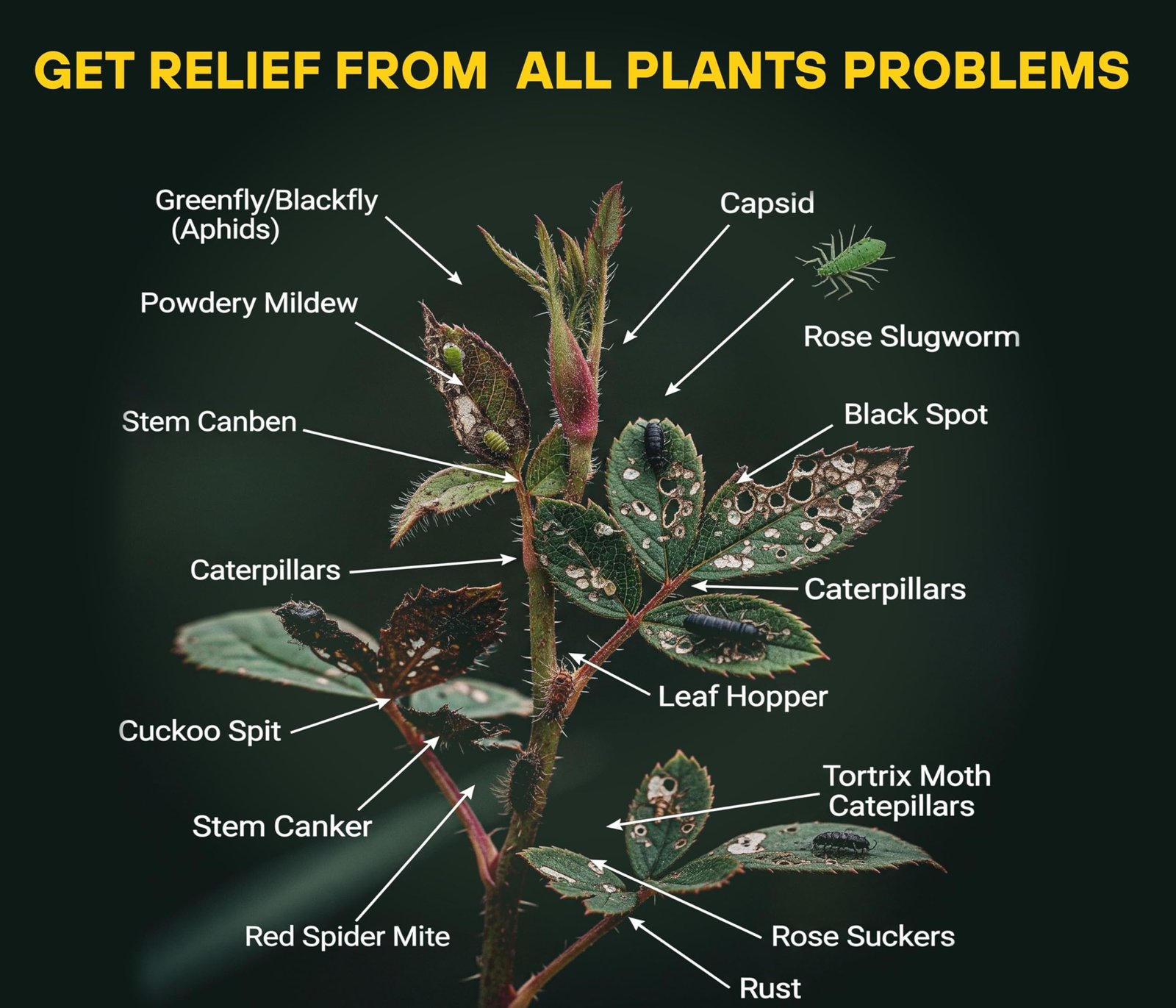 Chipku Pure Cold Pressed Water Soluble Neem Oil 200ml With Free Empty Spray Bottle Concentrate For Plants & Garden For Indoor And Outdoor Removes Aphids Fungus Mildew For Making 40 Neem Spray Bottles