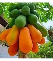 Taiwan Red Lady Papaya Hybrid Seed - Image 3