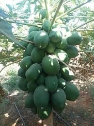 Taiwan Red Lady Papaya Hybrid Seed - Image 4