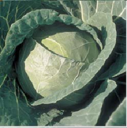 Syngenta Cabbage BC-79 2000SD, Hybrid quality seed - Image 3