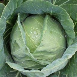 Syngenta Cabbage BC-79 2000SD, Hybrid quality seed - Image 2