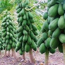 Taiwan Red Lady Papaya Hybrid Seed - Image 5
