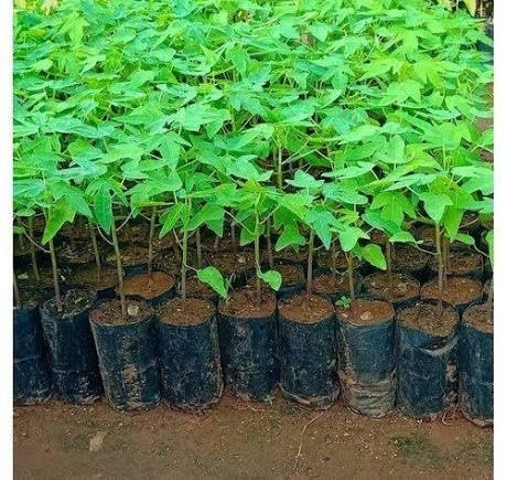 Taiwan Red Lady Papaya Hybrid Seed - Image 2