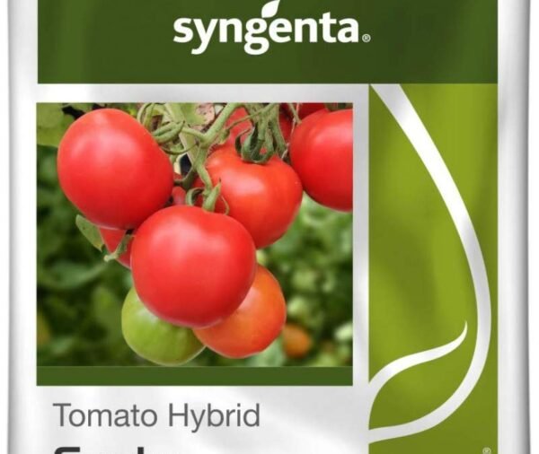 Syngenta Saaho (TO-3251) Hybrid Tomato seeds, 3500SD packing