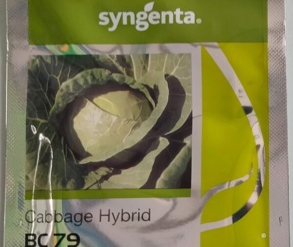 Syngenta Cabbage BC-79 2000SD, Hybrid quality seed
